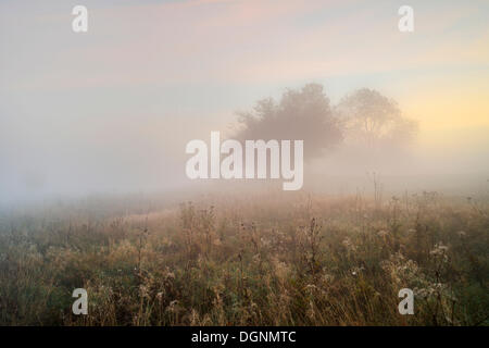 Arbres dans une prairie de la brume matinale, Stiege, Oberharz am Brocken, Saxe-Anhalt, Allemagne