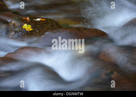 Ilse River en automne, Ilsenburg, Harz, Saxe-Anhalt, Allemagne Banque D'Images