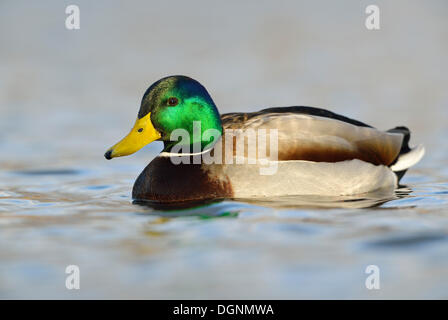 Le Canard colvert (Anas platyrhynchos), drake natation, Leipzig, Saxe, Allemagne Banque D'Images