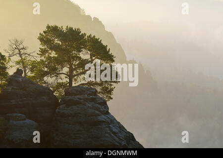 De plus en plus de pin sur les rochers de Schrammsteine ​​In la brume du matin, Suisse Saxonne, Bad Schandau, Suisse saxonne Banque D'Images