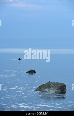 Bergeronnette printanière (Motacilla alba blanc) assis sur un rocher, des pierres sur une plage de la mer Baltique à l'heure bleue, Dranske Banque D'Images