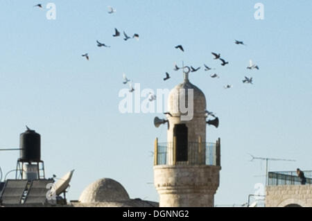 Jeruslaem, Israël. 23 Oct, 2013. Tourterelles domestiquées passez au-dessus du quartier musulman de Jérusalem et les maisons des minarets comme derniers rayons de soleil sur la vieille ville de Jérusalem. Jérusalem, Israël. Credit : Alon Nir/Alamy Live News Banque D'Images