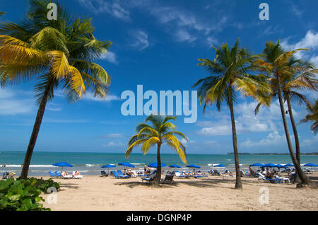 Plage avec des palmiers à San Juan, Puerto Rico, des Caraïbes Banque D'Images