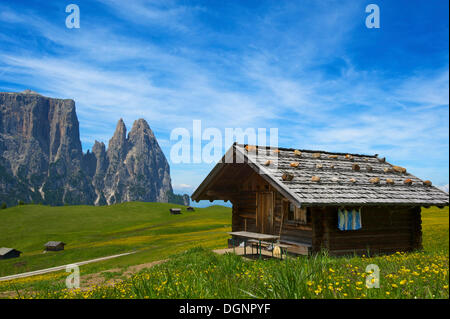 Les prairies alpines sur l'Alpe di Siusi Sciliar, avec la montagne de Seiser Alm, Dolomiten, province du Tyrol du Sud, Trentino-Alto Adige Banque D'Images