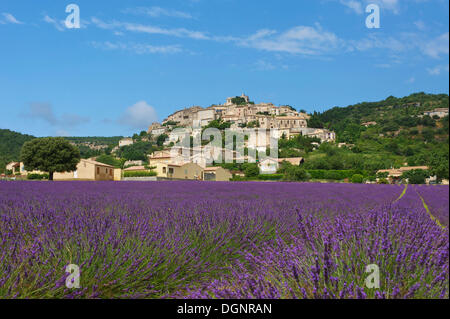 Champ de lavande et village, Simiane la Rotonde, Provence, région Provence-Alpes-Côte d'Azur, France Banque D'Images