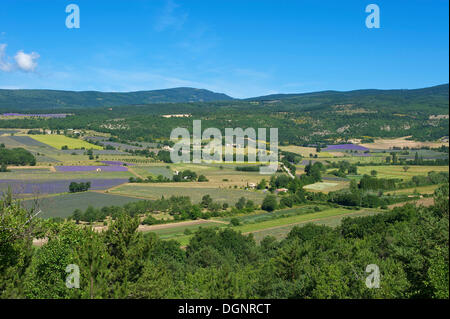 Paysage avec des champs de lavande, Sault, Provence, région Provence-Alpes-Côte d'Azur, France Banque D'Images