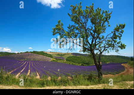Paysage avec des champs de lavande, la Provence, la Région Provence-Alpes-Côte d'Azur, France Banque D'Images