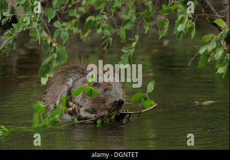 Le Castor d'eurasie ou castor européen (Castor fiber), Danube-Auen, Gross-Enzersdorf, Basse Autriche, Autriche Banque D'Images