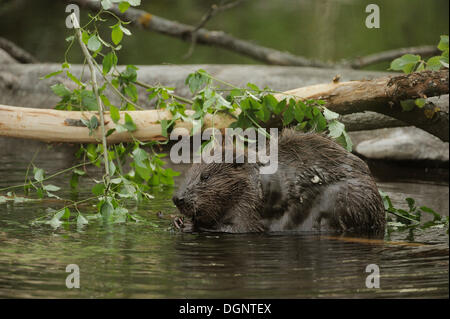 Le Castor d'eurasie ou castor européen (Castor fiber), Danube-Auen, Gross-Enzersdorf, Basse Autriche, Autriche Banque D'Images