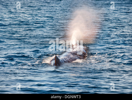 Kaikoura, Nouvelle-Zélande. Cachalot vivant localement surnommé 'Manu' surfacés et soufflage rainbow jet d'eau. Banque D'Images