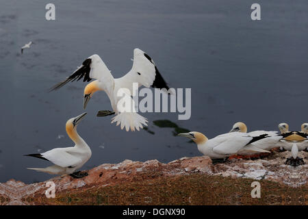 Battant de Bassan (Morus bassanus) au cours d'une parade nuptiale dans une colonie de reproduction d'oiseaux, Rock, Helgoland Banque D'Images