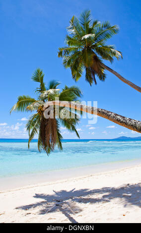 Des cocotiers (Cocos nucifera) sur la plage d'Anse La Passe, Silhouette Island, Seychelles, Afrique, Océan Indien Banque D'Images