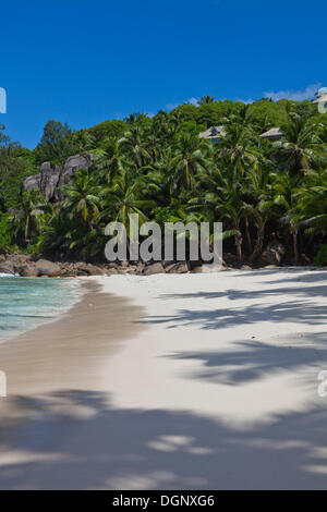 Plage de sable avec des cocotiers (Cocos nucifera), Anse Intendance, l'île de Mahé, Seychelles, Afrique, Océan Indien Banque D'Images
