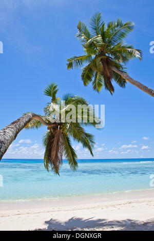 Le cocotier (Cocos nucifera) sur la plage d'Anse La Passe, Silhouette Island, Seychelles, Afrique, Océan Indien Banque D'Images