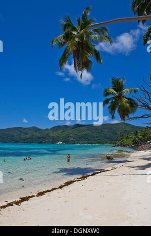 Des cocotiers sur la plage de Anse Royale, l'île de Mahé, Seychelles, Afrique, Océan Indien Banque D'Images