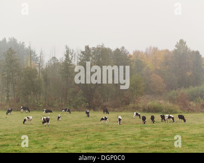 Les vaches mangent de l'herbe sur le pays meadow Banque D'Images