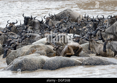 Gnous bloqués sur des rochers dans la rivière Mara en traversant. Banque D'Images