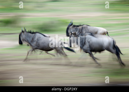 Wildebeest running on grass avec vitesse d'obturation lente. Banque D'Images