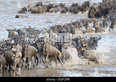 Les gnous qui sortent de la rivière après la traversée. Banque D'Images