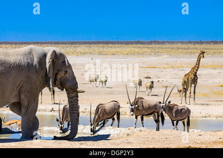 L'éléphant africain (Loxodonta africana), l'oryx ou gemsbucks (Oryx gazella), la Girafe (Giraffa camelopardalis) et springboks Banque D'Images