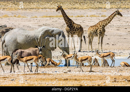 L'éléphant africain (Loxodonta africana), l'oryx ou gemsbucks (Oryx gazella), les girafes (Giraffa camelopardalis), springbok Banque D'Images