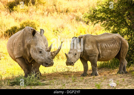 Les rhinocéros blanc, carré-lipped rhinocéros, une vache et un veau (Ceratotherium simum), Namibie, Afrique Banque D'Images