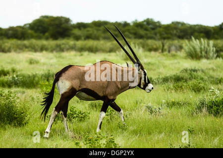 Ou Gemsbuck gemsbok (Oryx gazella), Etosha National Park, Namibie, Afrique Banque D'Images