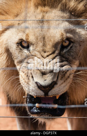 Roaring lion (Panthera leo), homme, captive, Naankuse, Namibie Banque D'Images