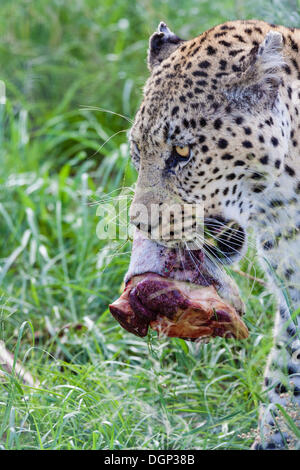 African Leopard (Panthera pardus pardus) avec un morceau de viande dans sa bouche, Naankuse, Namibie Banque D'Images