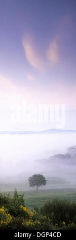 Brouillard tôt le matin au lever du soleil, Val d'Orcia, Toscane, province de Sienne, Italie, Europe Banque D'Images