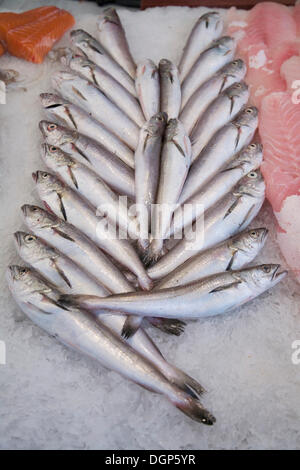 Vente de poisson frais, Mercado Central, Valence, Valence, Espagne, Europe Banque D'Images