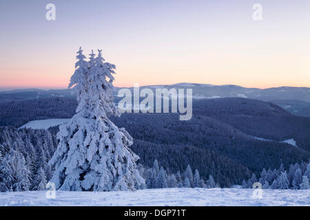 Arbres couverts de neige sur le sommet au lever du soleil, Belchen Forêt Noire, Bade-Wurtemberg Banque D'Images