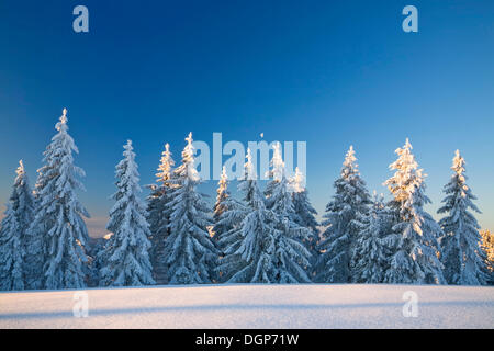 Pins couverts de neige dans la première lumière du matin sur le sommet du Belchen, Forêt-Noire, Bade-Wurtemberg Banque D'Images