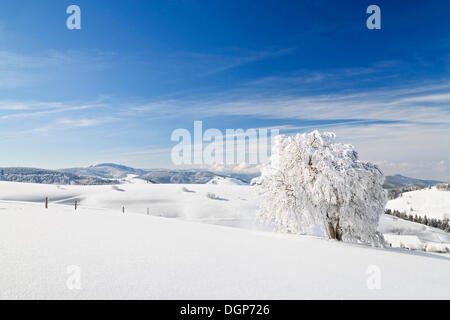 Paysage d'hiver sur la montagne Schauinsland, Forêt-Noire, Bade-Wurtemberg Banque D'Images