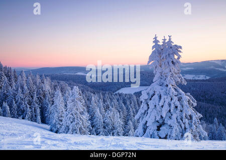 Arbres couverts de neige sur Mt. Belchen au lever du soleil, Forêt Noire, Bade-Wurtemberg Banque D'Images