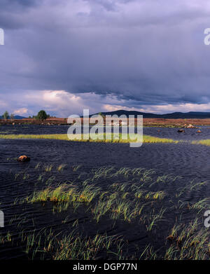 Ba, le Loch Rannoch Moor, Highlands, Ecosse, Royaume-Uni, Europe Banque D'Images