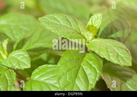 De plus en plus fraîche à la menthe poivre Banque D'Images