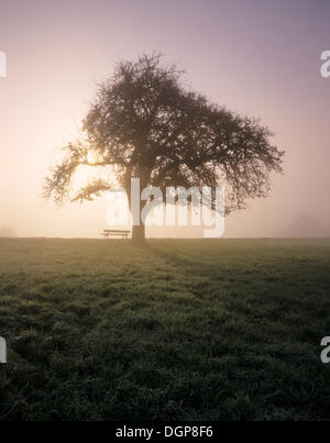 Banc de parc sous un arbre en automne, Jura souabe, Bade-Wurtemberg Banque D'Images