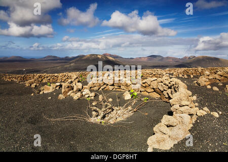 Région viticole de la Geria, dans le dos les Montañas del Fuego montagnes et le Parc National de Timanfaya, Lanzarote, Îles Canaries Banque D'Images