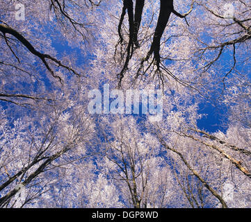 Les arbres avec givre, Kaltes Feld, Jura souabe, Bade-Wurtemberg Banque D'Images