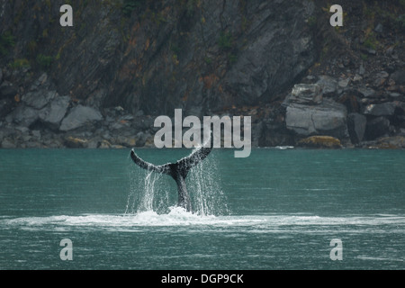 Gros plan de la pulvérisation du fluke d'une baleine qui traîne dans l'océan Banque D'Images