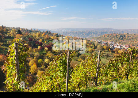 Vue sur les vignes près de Stuttgart-Uhlbach, Bade-Wurtemberg Banque D'Images