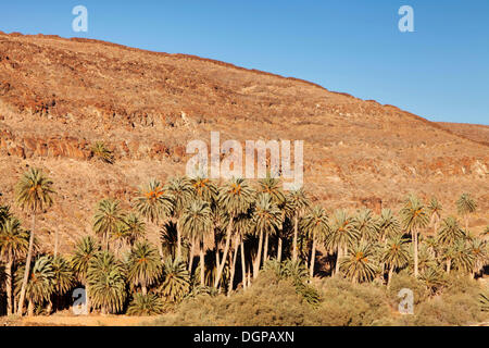 Palm Grove, palmiers dans un paysage de montagne, Barranco de la Madre de Água, bei Ajuy, Fuerteventura, Îles Canaries, Espagne Banque D'Images