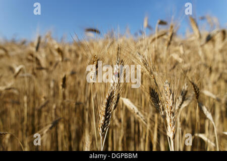 7-spot coccinelle (Coccinella septempunctata) sur l'épi de seigle, Haute Autriche, Autriche, Europe Banque D'Images