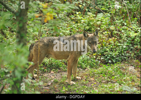 Loup italien Canis lupus italicus, Canidae, Parc National des Abruzzes, Italie Banque D'Images