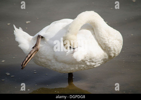 Debout sur une jambe swan Banque D'Images