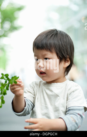 Garçon à la plante à feuilles sur Banque D'Images