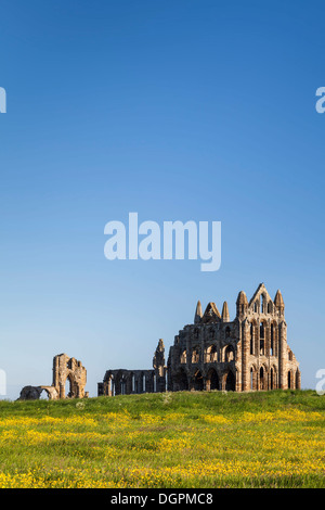 Domaine de renoncules en face de l'abbaye de Whitby, North Yorkshire. Banque D'Images