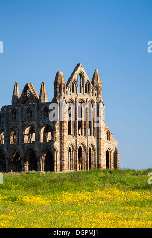 Domaine de renoncules en face de l'abbaye de Whitby, North Yorkshire. Banque D'Images