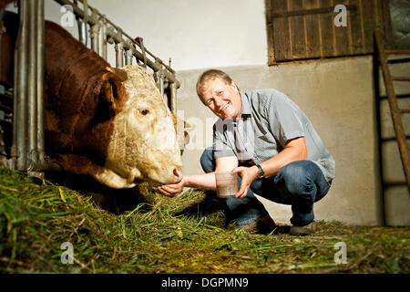 Farmer feeding a bull Banque D'Images